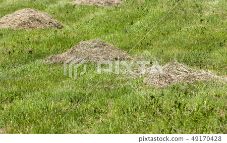 agricultural field agricultural field 49170428