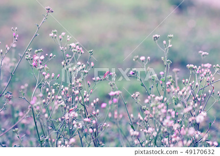 Meadow flower, beautiful fresh in soft warm light. Meadow flower, beautiful fresh in soft warm light. 49170632