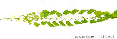 vine plant climbing on white background, clipping 49170641