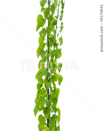 vine plant climbing on white background, clipping vine plant climbing on white background, clipping 49170642