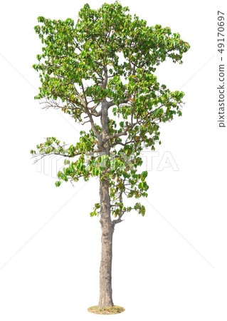 Tree Isolated on white background 49170697