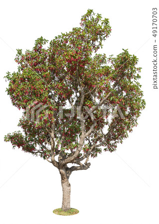 Tree Isolated on white background 49170703