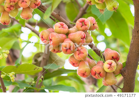 rose apple on tree 49171177