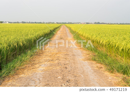 Rice field Rice field 49171219