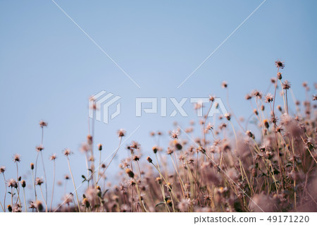 Meadow flowers, beautiful fresh in soft warm light Meadow flowers, beautiful fresh in soft warm light 49171220