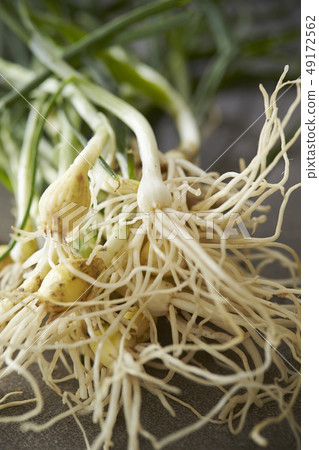 春天野花野生荒野 49172562