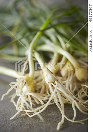 春天野花野生荒野 49172567