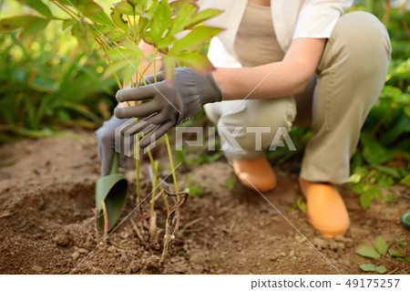 Woman replanting plant in home garden.  49175257