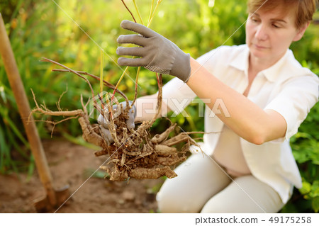 Woman replanting plant in home garden. Woman replanting plant in home garden. 49175258
