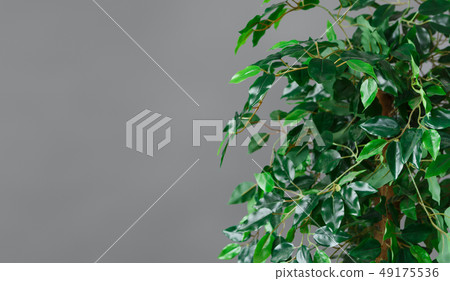 Ficus tree krone, copy space 49175536
