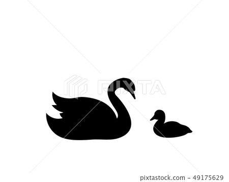 Swan chick bird black silhouette animal.  49175629