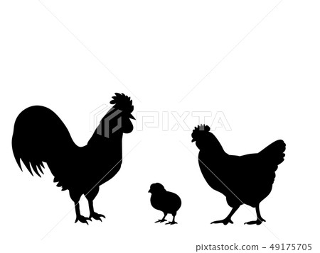 Rooster cock chicken bird black silhouette animal Rooster cock chicken bird black silhouette animal 49175705
