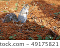 Squirrel and autumn leaves 49175821