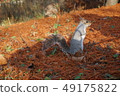 Squirrel and autumn leaves 49175822