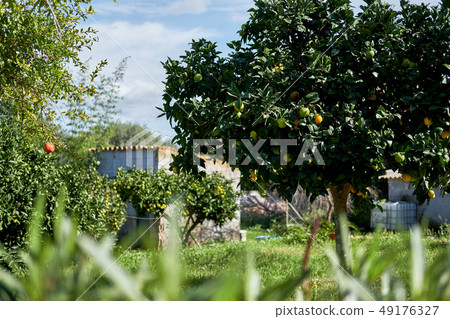 Ripe citrus fruits on tree 49176327