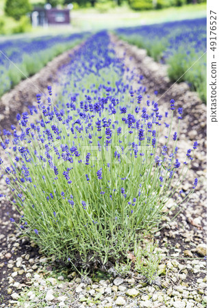 [Lavender field dark purple] 49176527