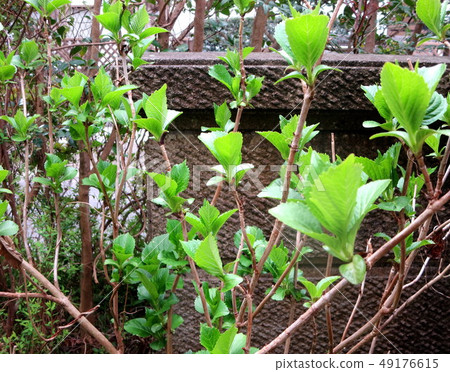 繡球花(Satsuma Kawauchi City) 繡球花(Satsuma Kawauchi City) 49176615