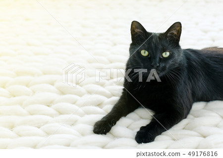Black cat relaxing on white knitted merino plaid 49176816