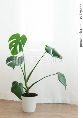 Monstera palm in living room, scandinavian style 49176877