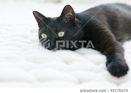 Black cat relaxing on white knitted merino plaid, 49176878