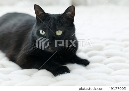 Black cat relaxing on white knitted merino plaid, 49177005