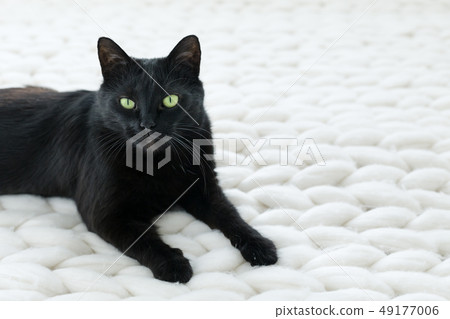 Black cat relaxing on white knitted merino plaid, 49177006