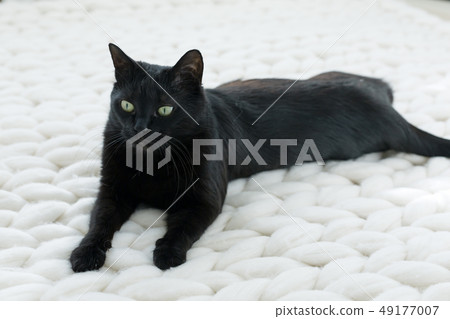 Black cat relaxing on white knitted merino plaid, 49177007