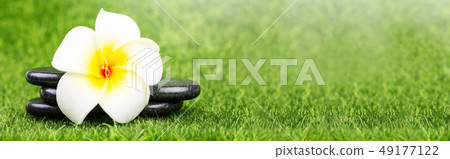Plumeria flower and black stones on green grass 49177122