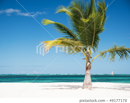 One coconut palm tree on tropical sandy shore 49177178