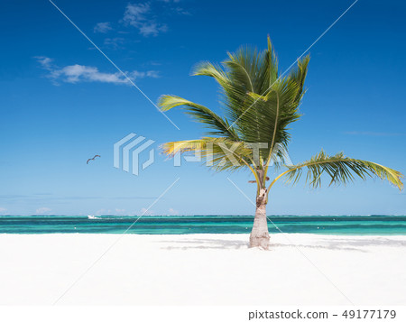 One coconut palm tree on tropical sandy beach One coconut palm tree on tropical sandy beach 49177179