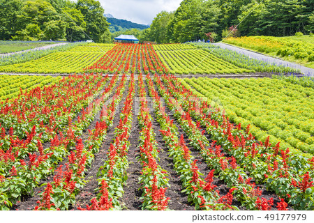 [Flower field] 49177979