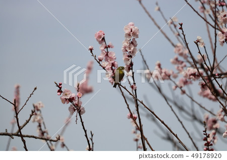 Apricot flowers and mezzo 49178920