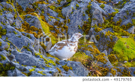 Rock Ptarmigan (Lagopus muta), Godafoss, Iceland 49179765