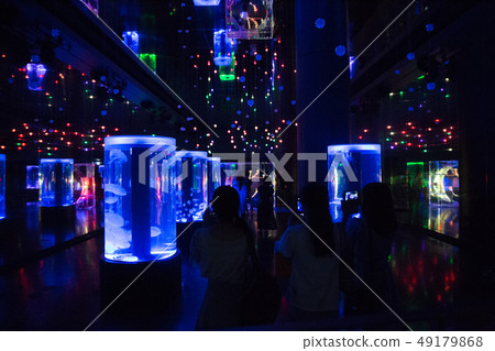 Shinagawa Aquapark jellyfish Shinagawa Aquapark jellyfish 49179868