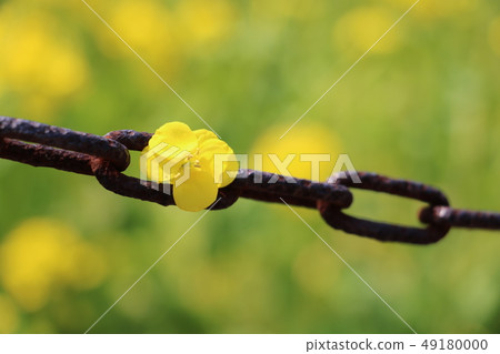 Rusted chains and rape blossoms Rusted chains and rape blossoms 49180000
