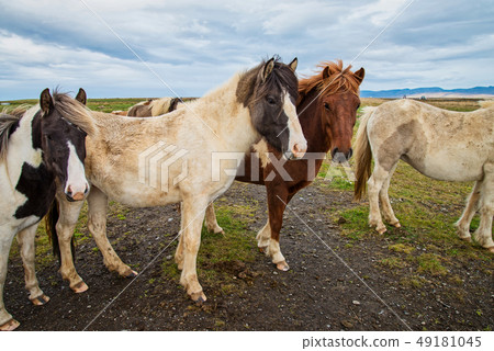 Icelandic horse in the meadow of north Iceland Icelandic horse in the meadow of north Iceland 49181045