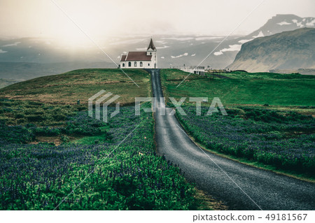Ingjaldsholl church in Iceland and lupine flowers Ingjaldsholl church in Iceland and lupine flowers 49181567