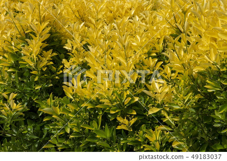 Plants _ golden masaki _ yellow and green leaves Plants _ golden masaki _ yellow and green leaves 49183037