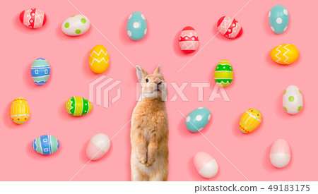 Rabbit with Easter eggs 49183175