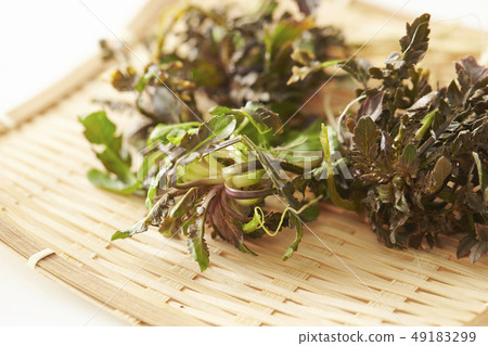 Nazuna spring of seven herbs 49183299