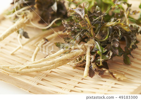 Nazuna spring of seven herbs Nazuna spring of seven herbs 49183300