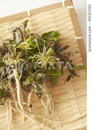 Nazuna spring of seven herbs Nazuna spring of seven herbs 49183302