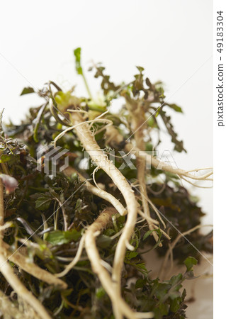 Nazuna spring of seven herbs 49183304