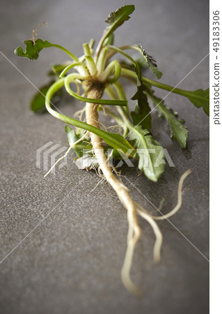 Nazuna spring of seven herbs 49183306