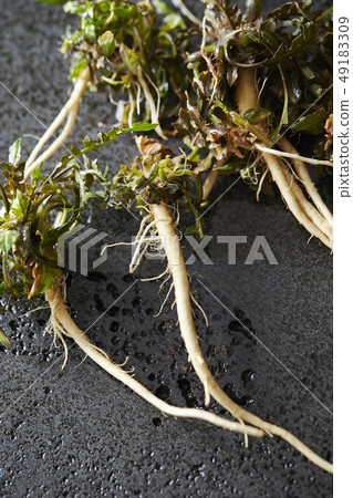 Nazuna spring of seven herbs 49183309