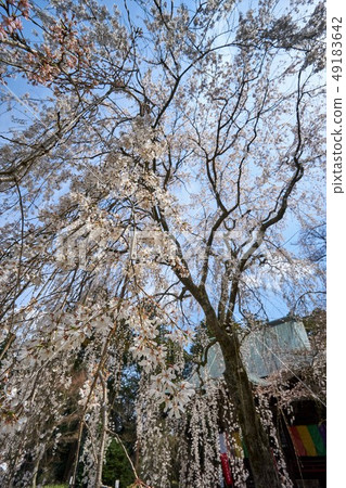 Chiba prefecture weeping cherry tree Chiba prefecture weeping cherry tree 49183642