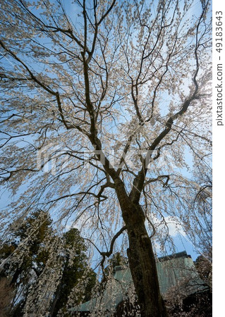 Chiba prefecture weeping cherry tree Chiba prefecture weeping cherry tree 49183643