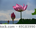 Lotus flower blowing in the wind 49183990