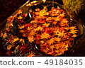 Autumn leaves 49184035