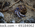 Hermit crab 49184062